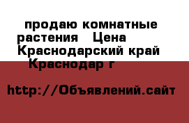 продаю комнатные растения › Цена ­ 150 - Краснодарский край, Краснодар г.  »    